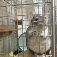 ちおちゃん