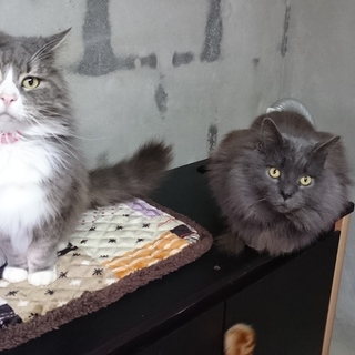 人懐こい猫です。1匹ずつでも構いません！