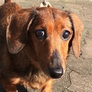 里親決定★高齢ダックスに温かい部屋と家族を！