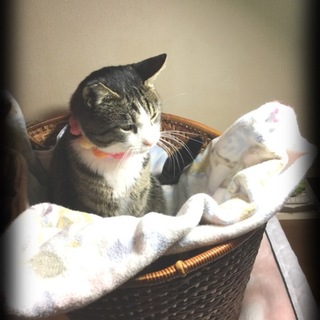 この子の家族になって下さい。