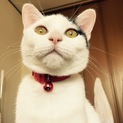 甘えん坊、9ヶ月の黒ブチメス猫