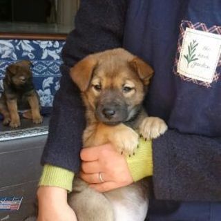 鼻黒ちびちゃんオスメスいます。