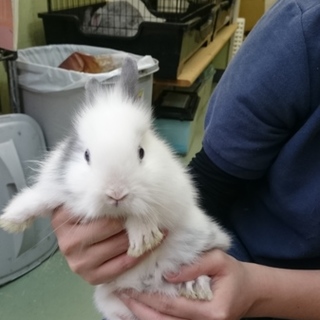 うさぎ♂生後3ヶ月