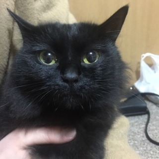 大切にしてくださる方お願いします