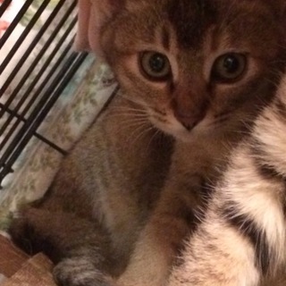 ご連絡殺到のため一時停止中☆