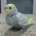 セキセイインコのグレコちゃんです。