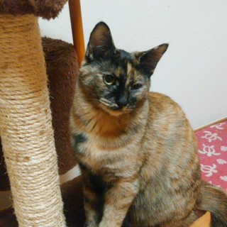 人に甘えるのが大好きなまる！