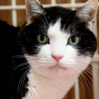 ハチ割れタキシードハンサムくん