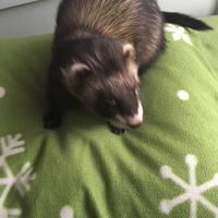 めらん