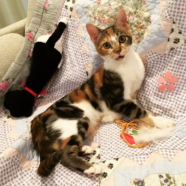 美猫