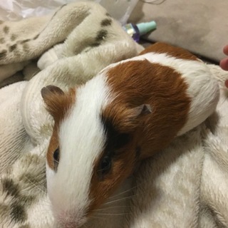 モルモット3匹(♂)里親募集
