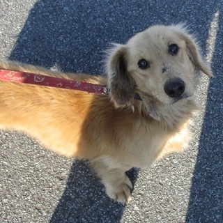 大き目明るいダックスのル－イ君