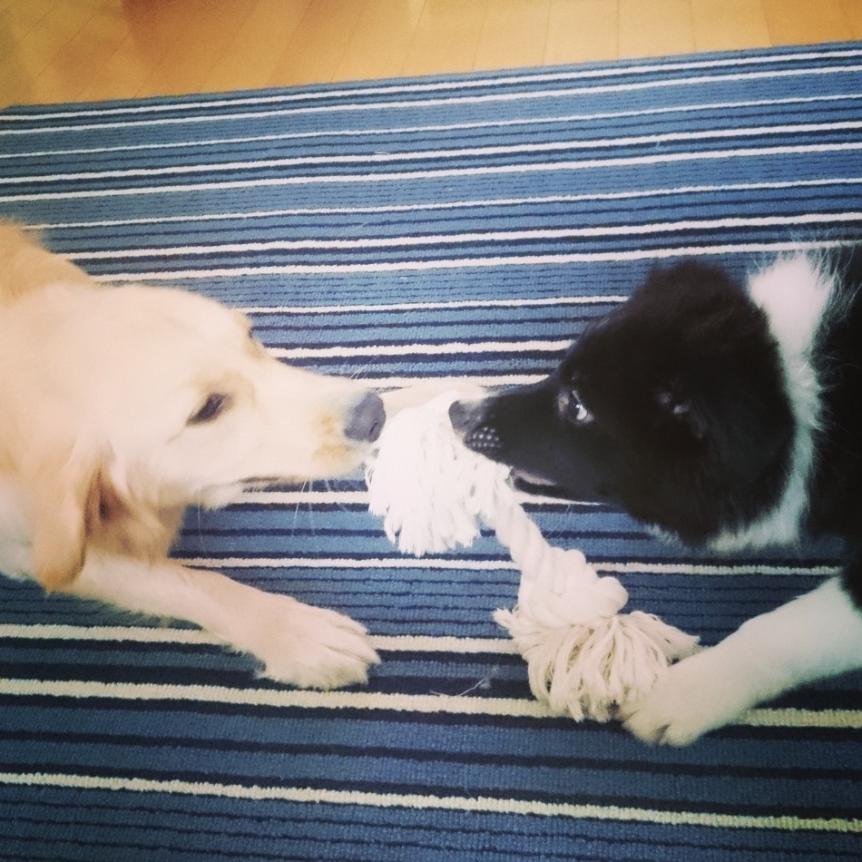 Olindoのカバー写真