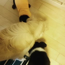 「新入りくん」サムネイル2