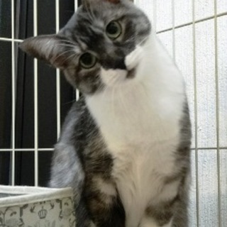 ねずちゃん　おとなしい子です