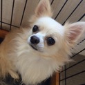 人懐っこいバニラくん
