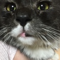 メインクーン雄2歳