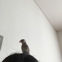 桜文鳥1羽