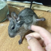 コノエ