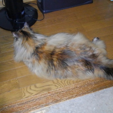 こっちを向きません！