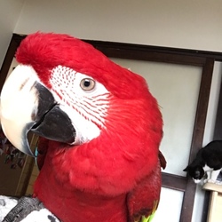 みんなひっつきたい