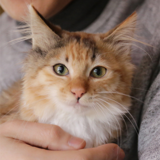 27-20　長毛の三毛猫ちゃん