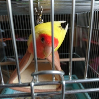 コザクラインコの里親募集します。