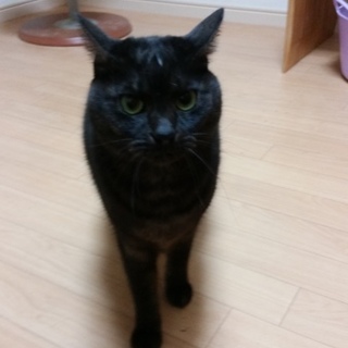 黒猫だけど、おなかだけ白いおじいちゃん猫です。