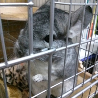 里親さんが決まりました