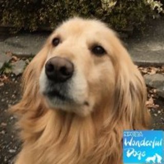 「アロマ」推定６歳♂