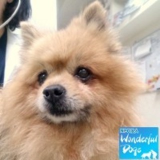 「メイナード」♂