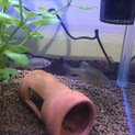 淡水魚 タナゴ3匹 里親募集中