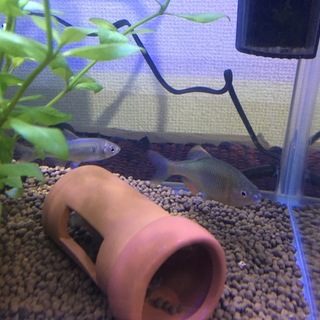 淡水魚 タナゴ3匹 里親募集中