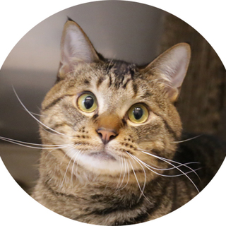 H27-12　キジちゃん１歳の男の子