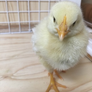 素敵な出会いがありました ありがとうございます