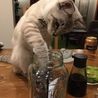 の写真