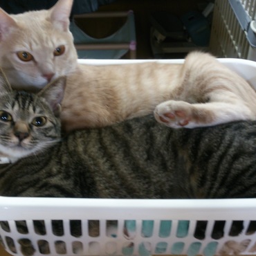 “詰め放題”詰め過ぎだよ～！