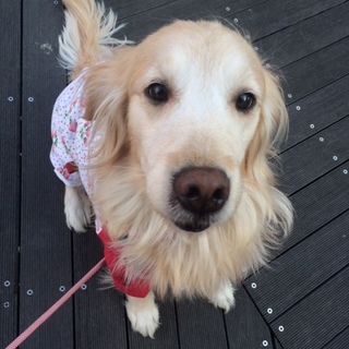 ☆穏やかなゴールデン☆