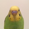 ミンコたん