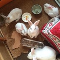生後3か月のウサギ　6羽