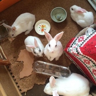 生後3か月のウサギ　6羽