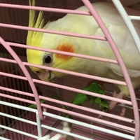 あぽろ