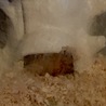 2/1に三久ちゃんが8匹の赤ちゃんを産みました(^^)