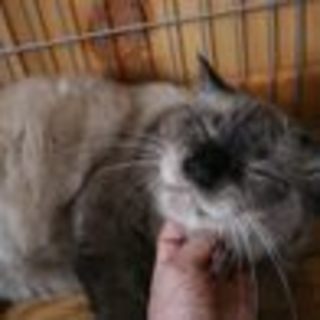 毎日寝ている　もん君です