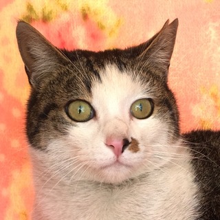 緊急募集☆モモ君