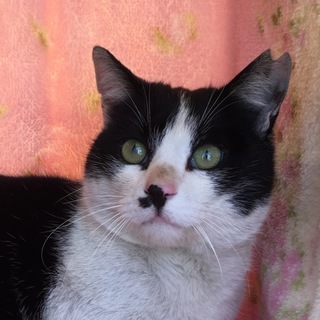 緊急募集☆チビ助君