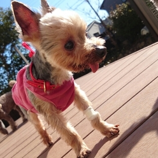 ここみの家族になっていただけませんか？