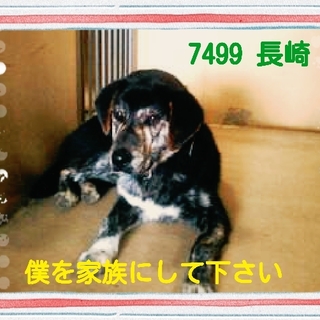 里親様が決まりました　ありがとうございました