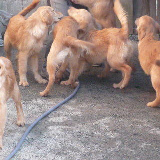 「一時中止」ゴル　1歳過ぎの成犬です