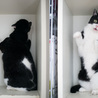 また家猫になりたい。 サムネイル5